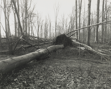 103419 Afbeelding van door de storm van 25 januari 1990 omgewaaide bomen in het bos van het landgoed Amelisweerd tussen ...